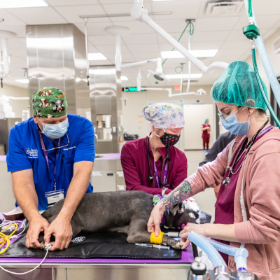 埃尔金校区|奥斯汀社区学院区 A veterinary technician and students, all wearing surgical masks and scrubs, working together on a dog lying on a table in a clinical setting. They are focused on a procedure, with various medical equipment visible around them.